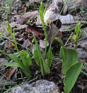 Image of tropical widelip orchid