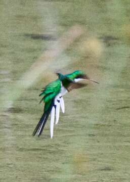 Image of Purple-crowned Fairy