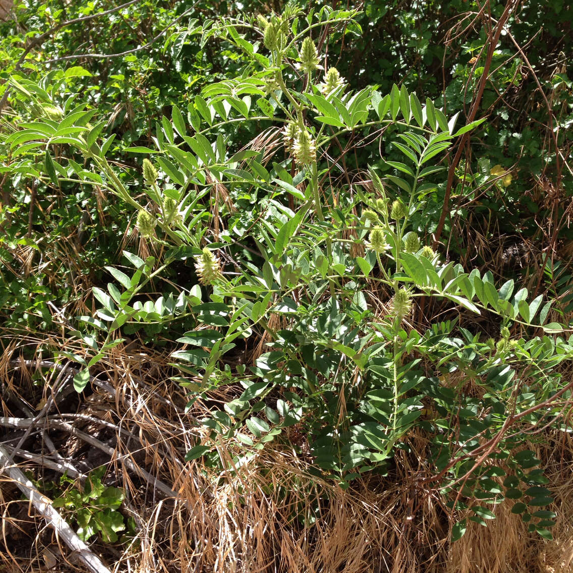 Image of American licorice