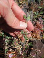 Image of Mt. Diablo lupine