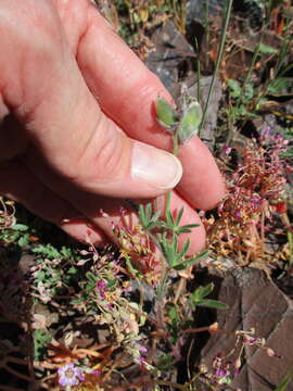 صورة Lupinus pachylobus Greene