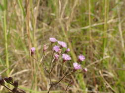 صورة Cyanthillium cinereum var. cinereum