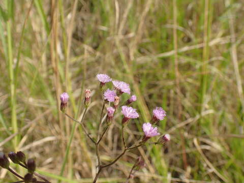 Image of Erlangeinae