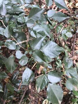 Plancia ëd Indigofera natalensis Bolus