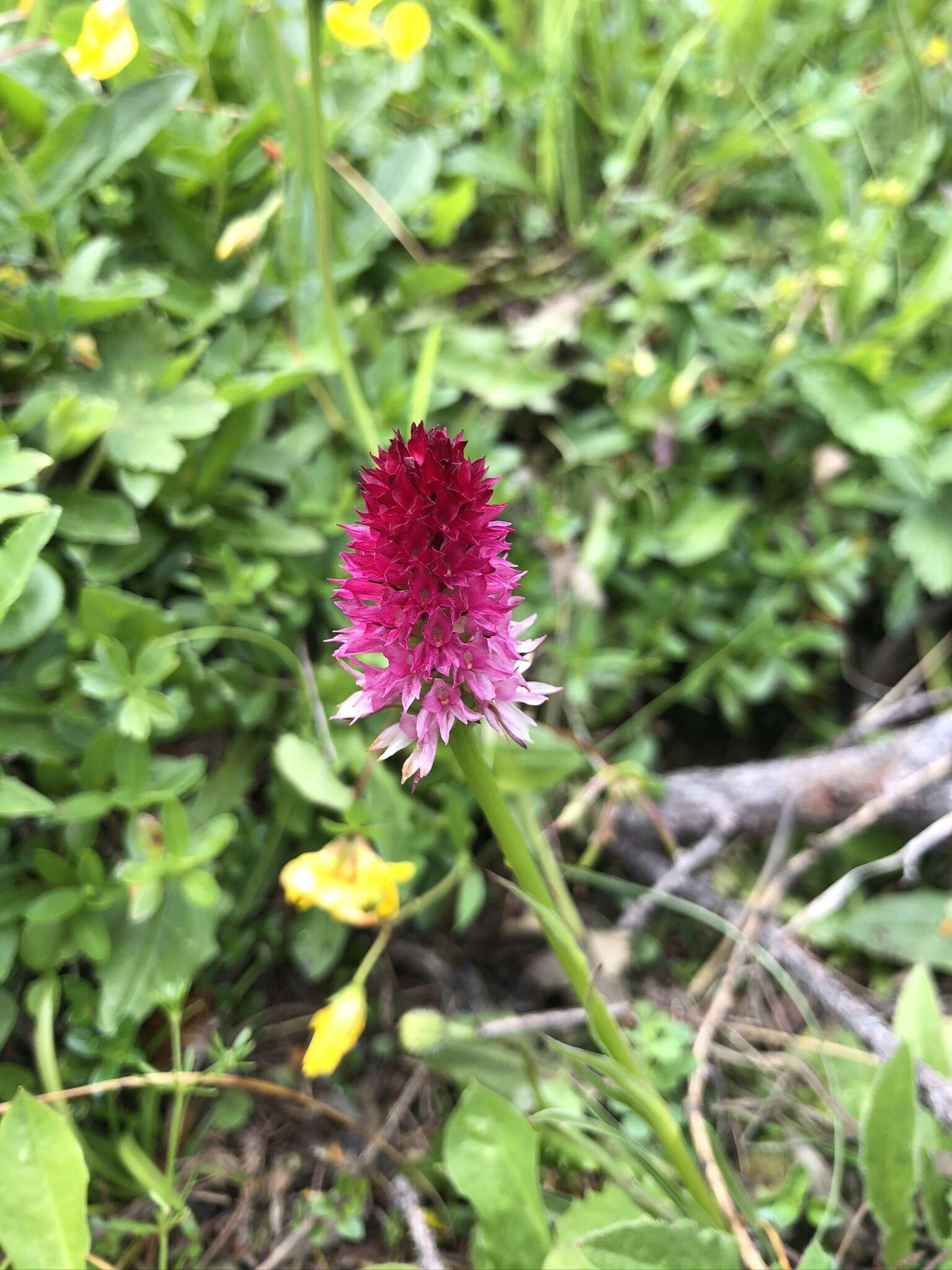 Gymnadenia bicolor (W. Foelsche) W. Foelsche & O. Gerbaud的圖片