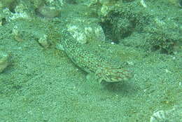 Image of Decorated goby