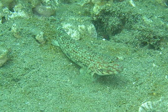 Image of Decorated goby