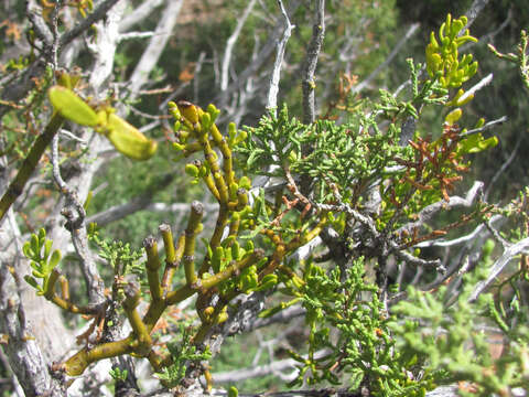 Image de Phoradendron hawksworthii (Wiens) Wiens