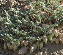 Imagem de Astragalus amblytropis Barneby