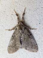 Image of Variable Tussock Moth