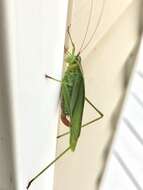 Image of Treetop Bush Katydid