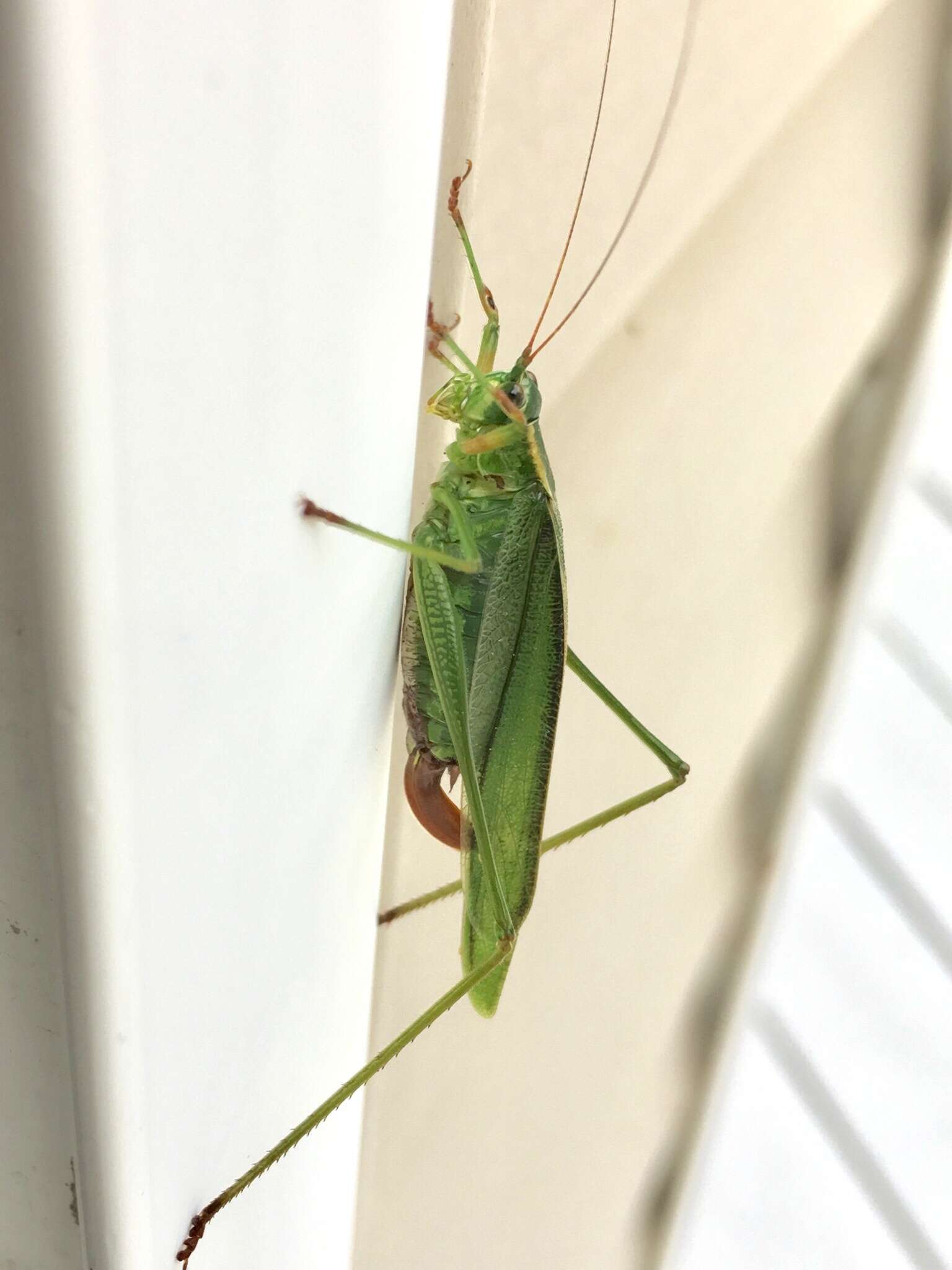 Image of Treetop Bush Katydid