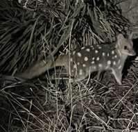 Image of quoll