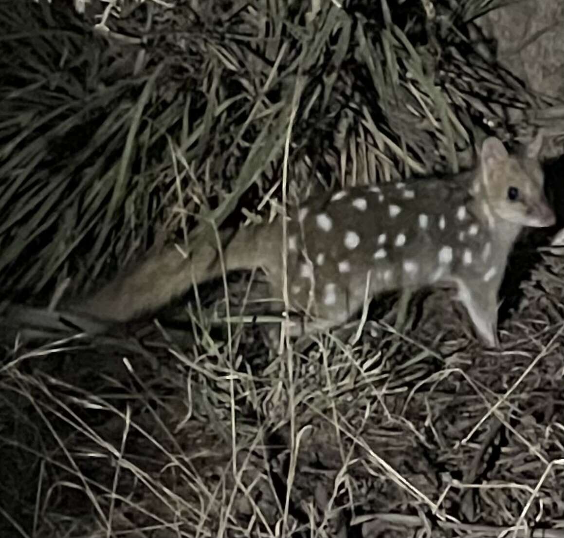 Image of quoll