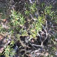 Image of Leptospermum arachnoides Gaertner