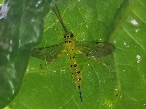 Image of Parasitoid wasp