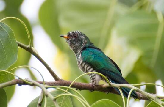 Image of Asian Emerald Cuckoo