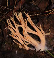 Ramaria samuelsii R. H. Petersen 1988的圖片