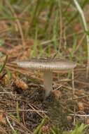 Image of Amanita virginiana (Murrill) Sacc. & Trotter 1925