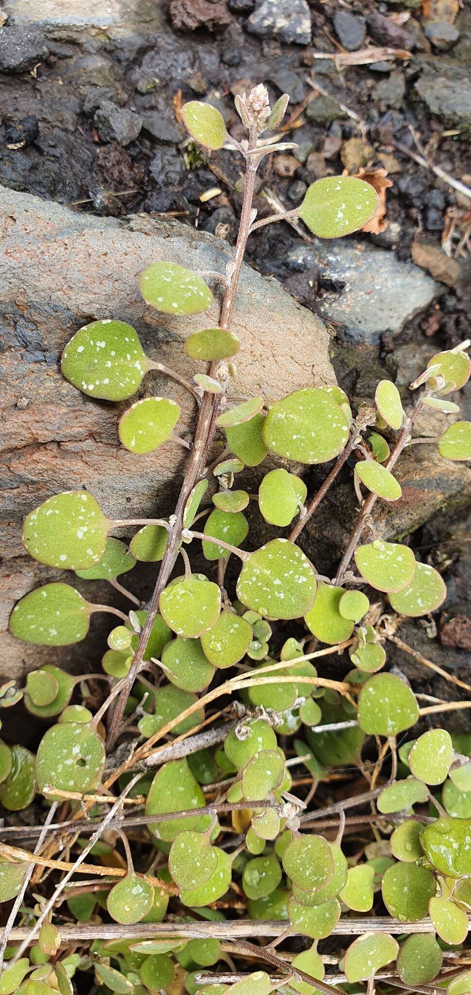 Image of Chenopodium allanii Aellen