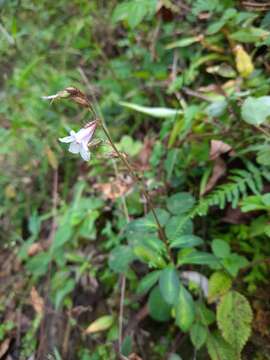 Image of Anisadenia pubescens Griff.