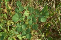 Thalictrum speciosissimum L. resmi