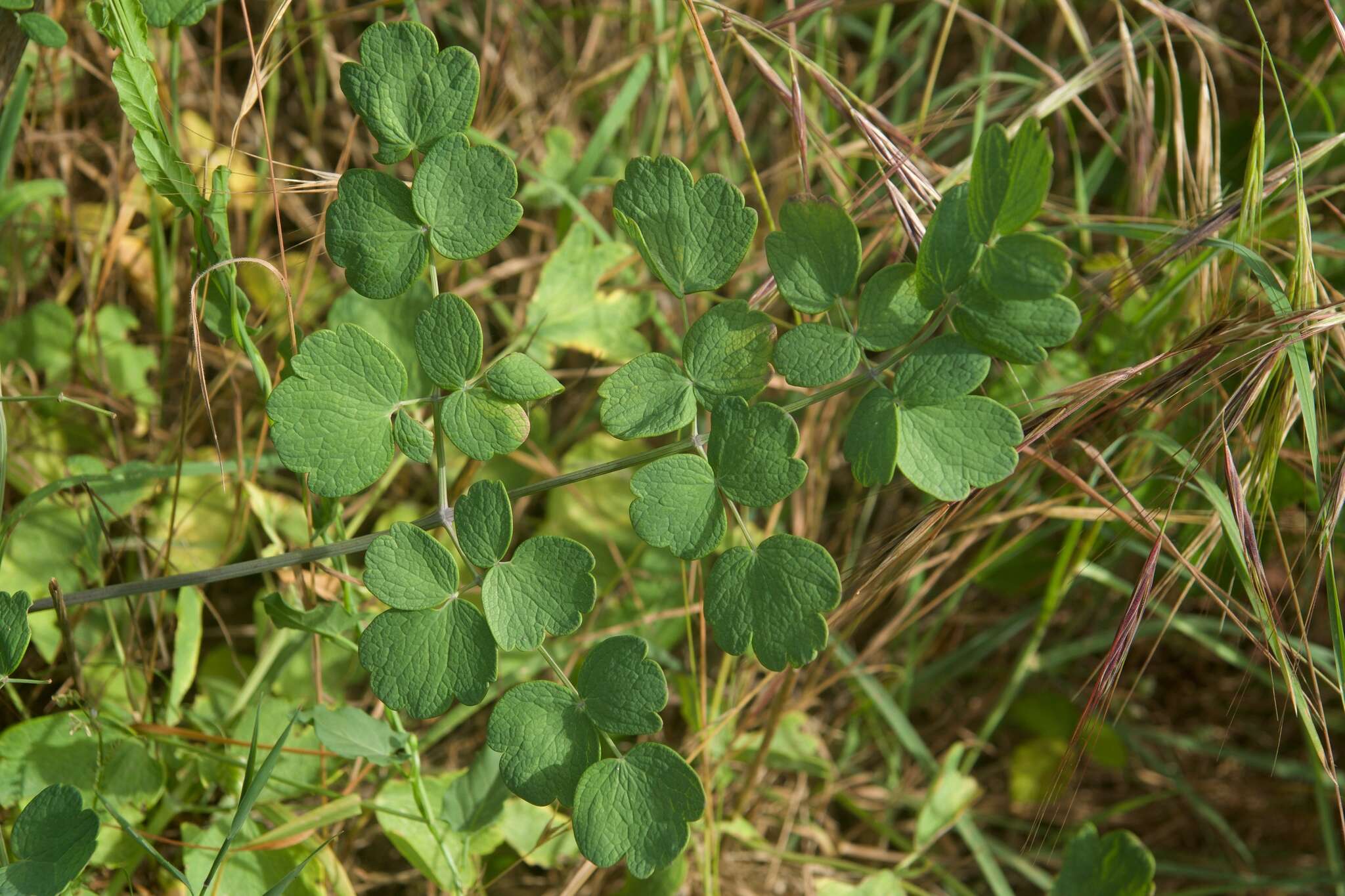 Image of Thalictrum speciosissimum L.