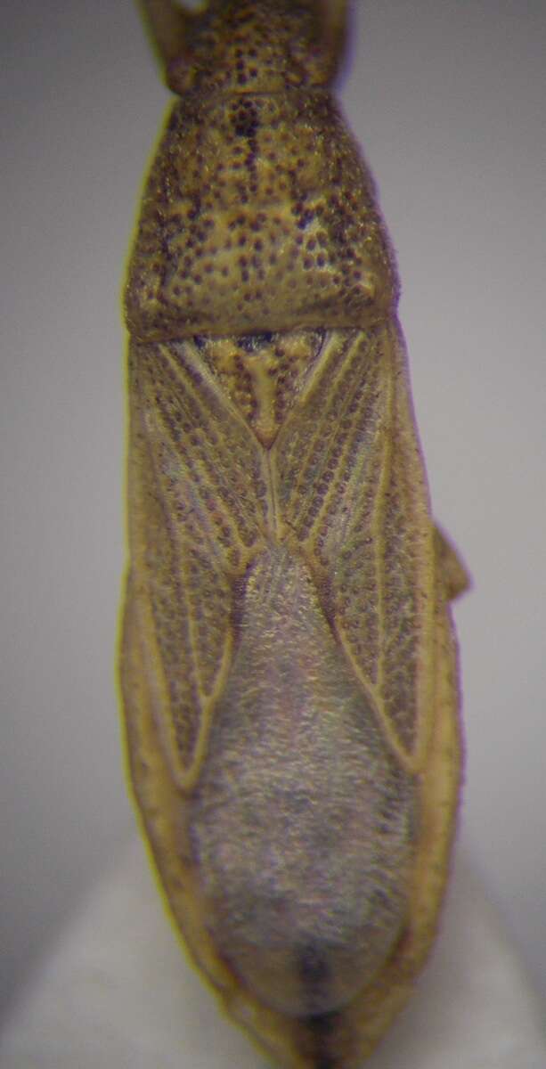 Image of Cymophyes (Cymophyes) golodnajana Seidenstucker & G. 1953