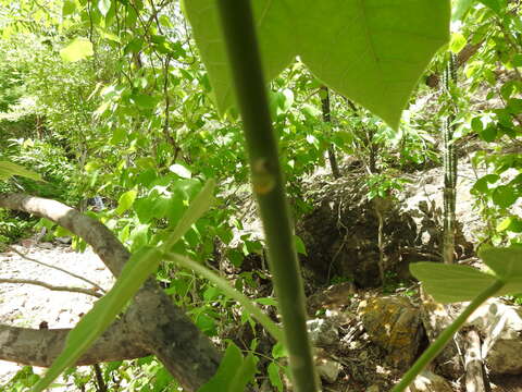 Image of Jatropha malacophylla Standl.