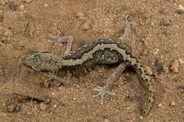 Image of South Coast Gecko