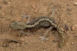 Image of Diplodactylus calcicolus Hutchinson, Doughty & Oliver 2009