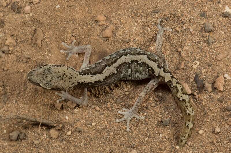 Image of South Coast Gecko