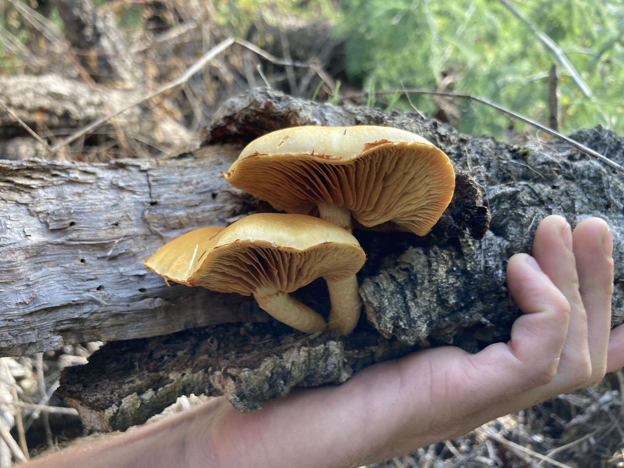 Imagem de Gymnopilus suberis (Maire) Singer 1951