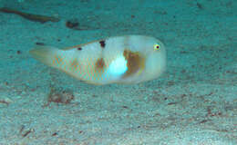 Image of Whitepatch razorfish