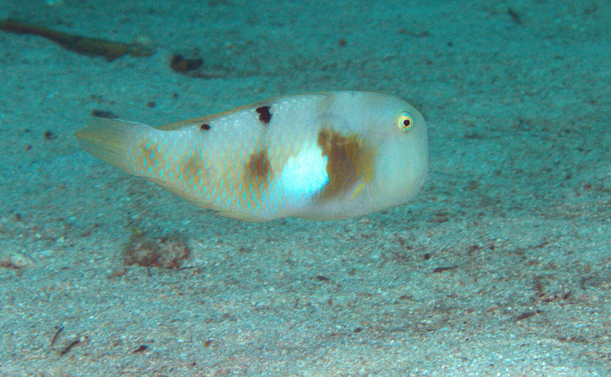 Image of Whitepatch razorfish