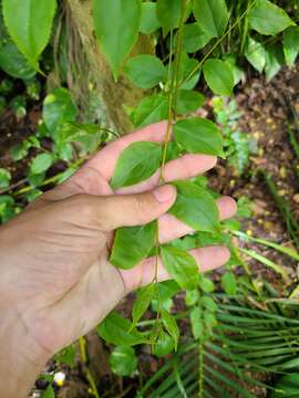 Image of Casearia decandra Jacq.