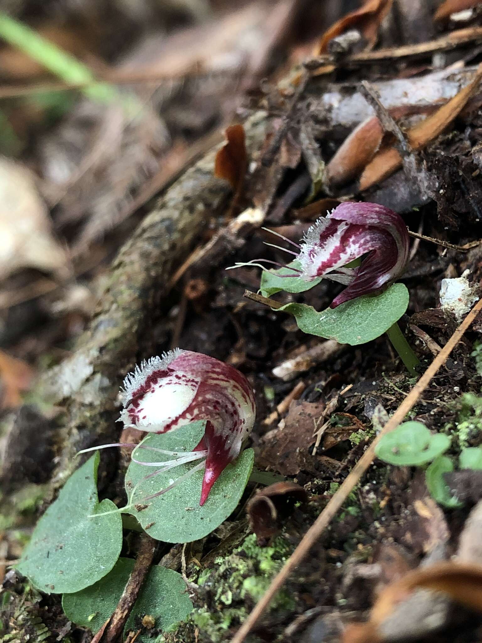 Image of Corybas taiwanensis T. P. Lin & S. Y. Leu