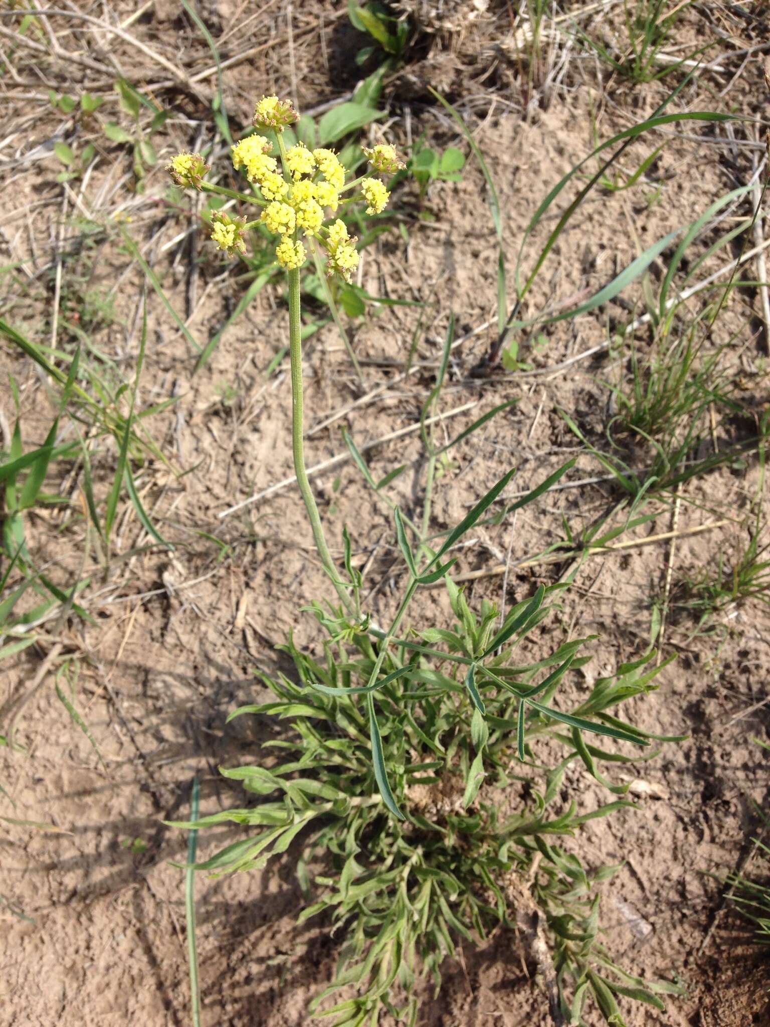 Image of leafy wildparsley