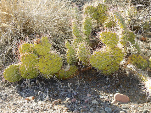 Image of Opuntia sulphurea G. Don ex Loudon