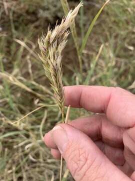 Image of barley Mitchell grass