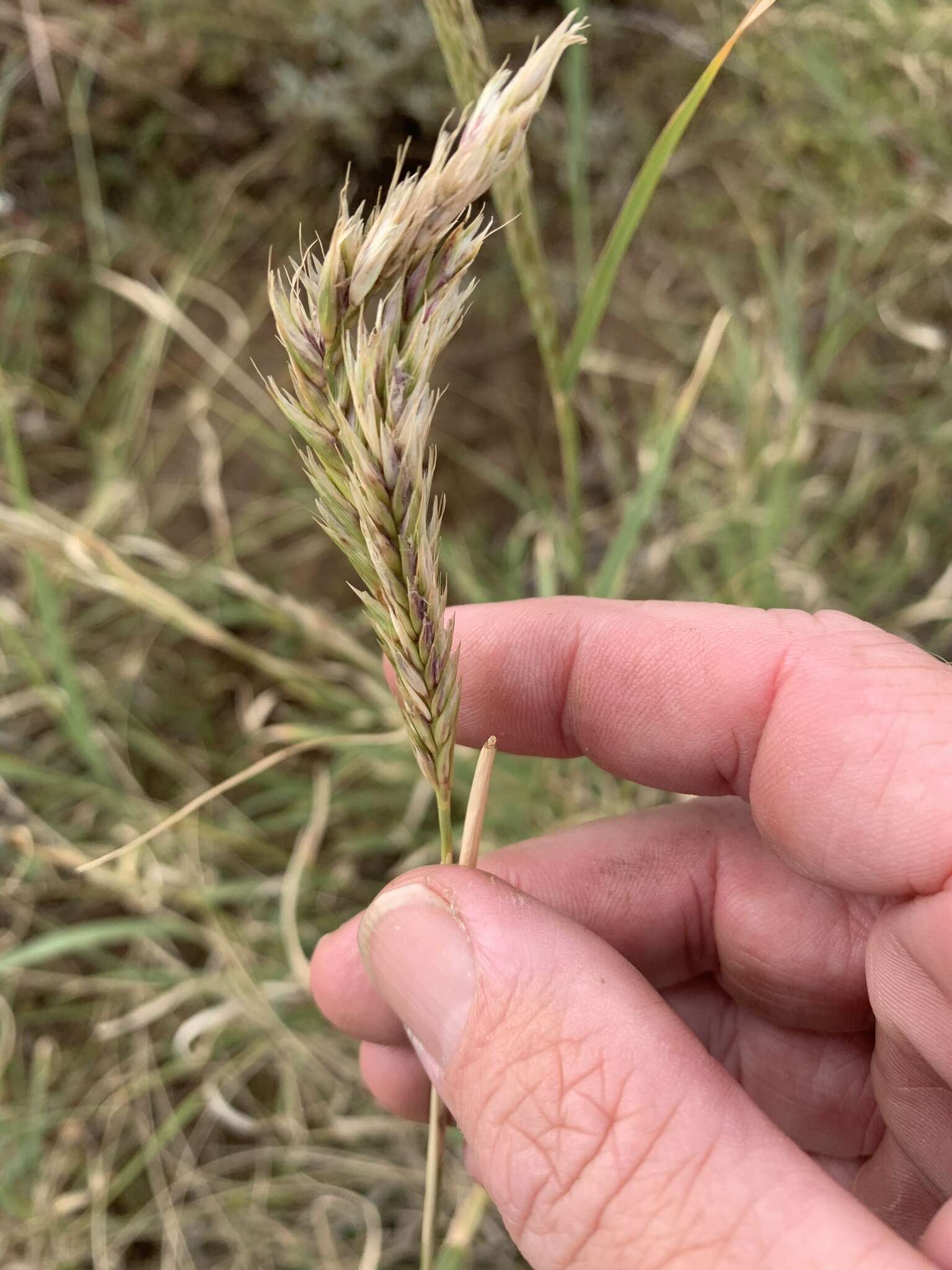 Слика од Astrebla pectinata (Lindl.) F. Muell. ex Benth.