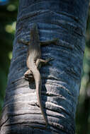 Image of Varanus bengalensis irrawadicus Yang & Li 1987