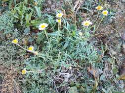 Image of Argyranthemum frutescens subsp. succulentum C. J. Humphries