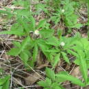 Image of Anemone reflexa Steph. & Willd.