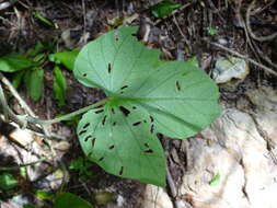 Image of <i>Ipomoea peteri</i>