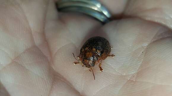 Image of Leaf beetle