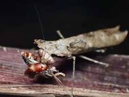 Image of Deroplatys desiccata Westwood 1839