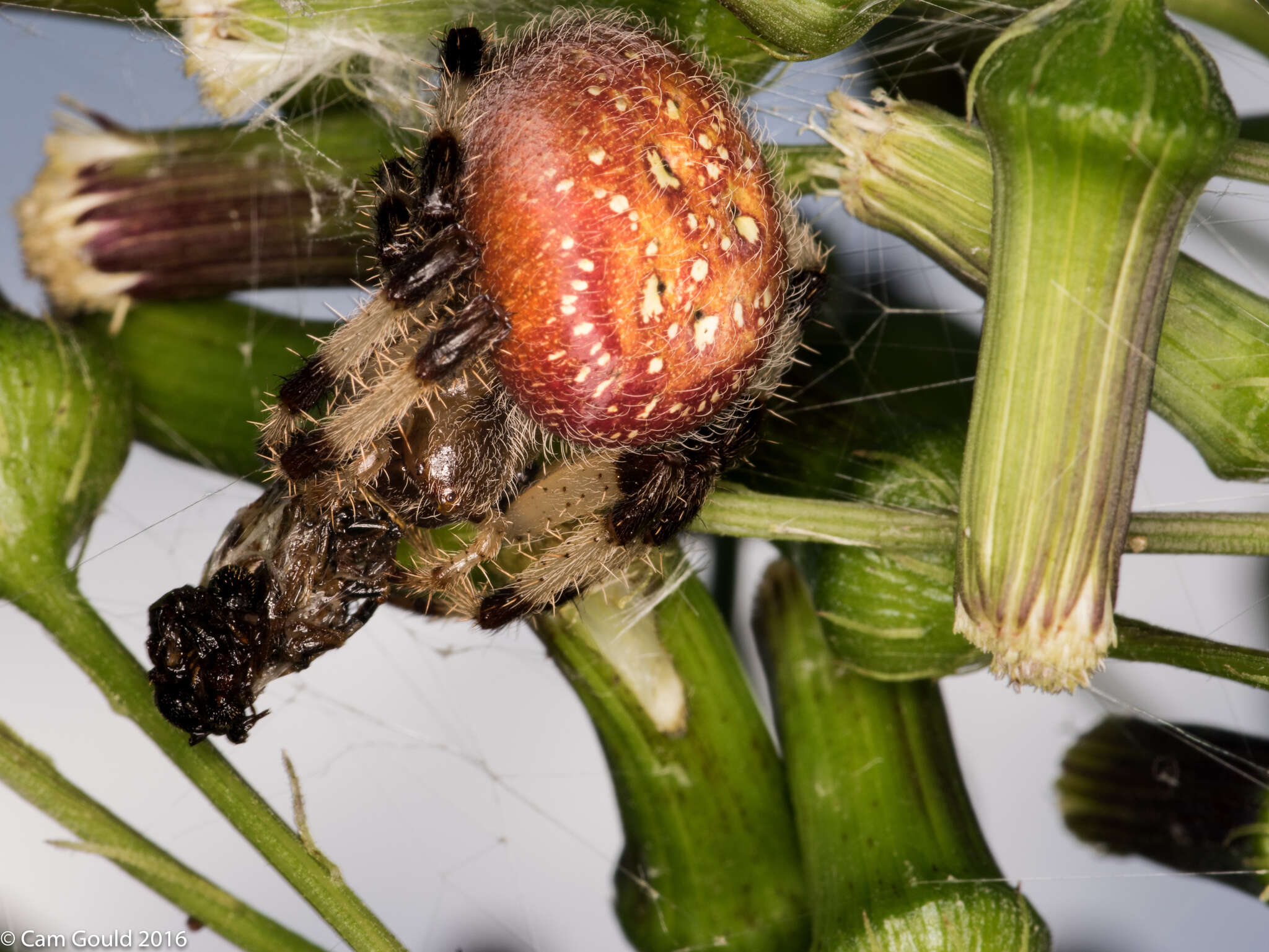 Image of Shamrock Orbweaver