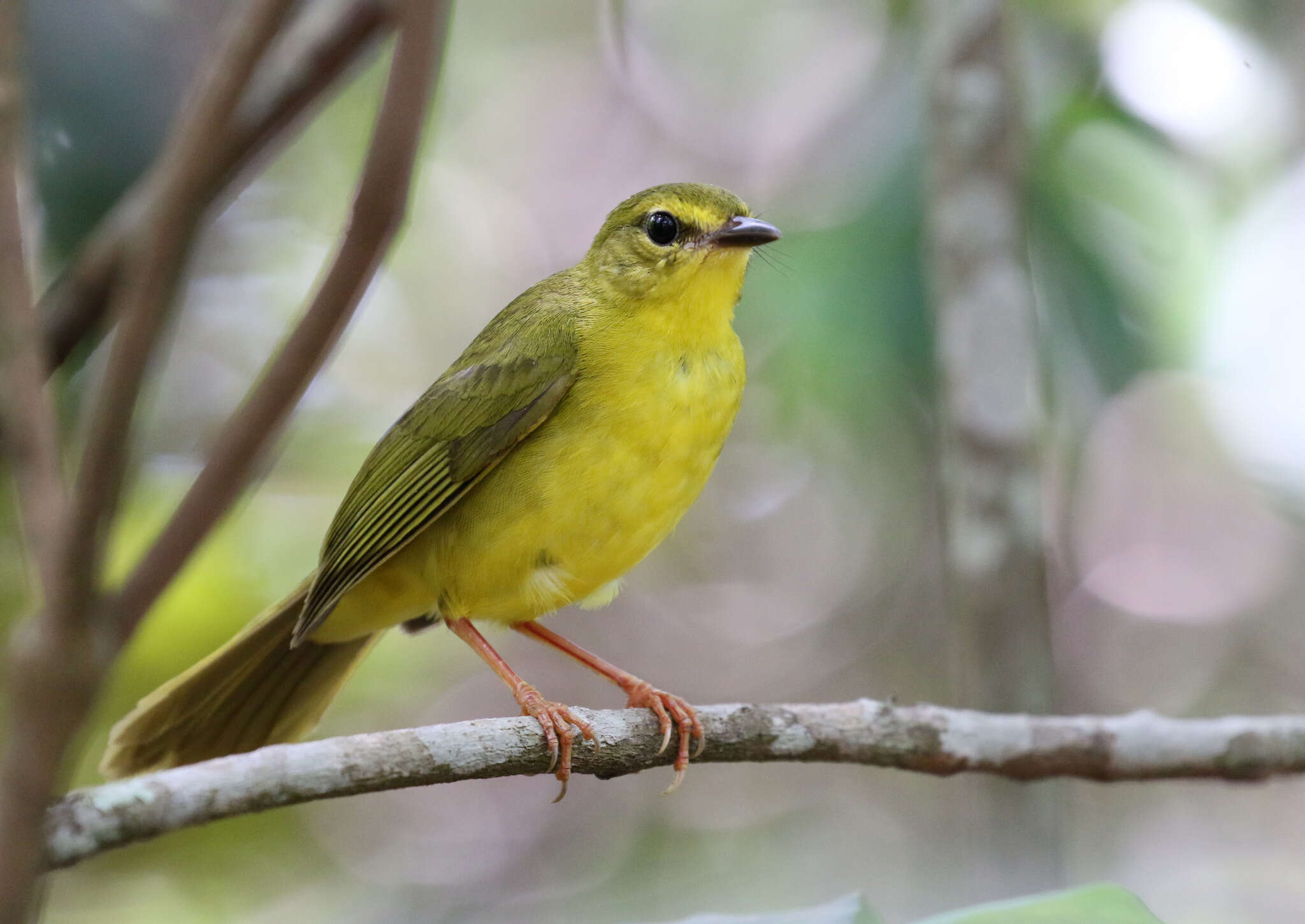 Imagem de Myiothlypis flaveola Baird & SF 1865