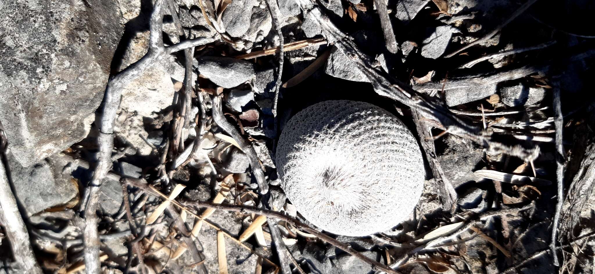 Image of <i>Epithelantha ilariae</i>